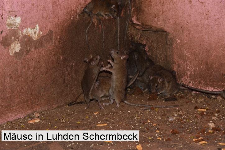 Mäuse in Luhden Schermbeck